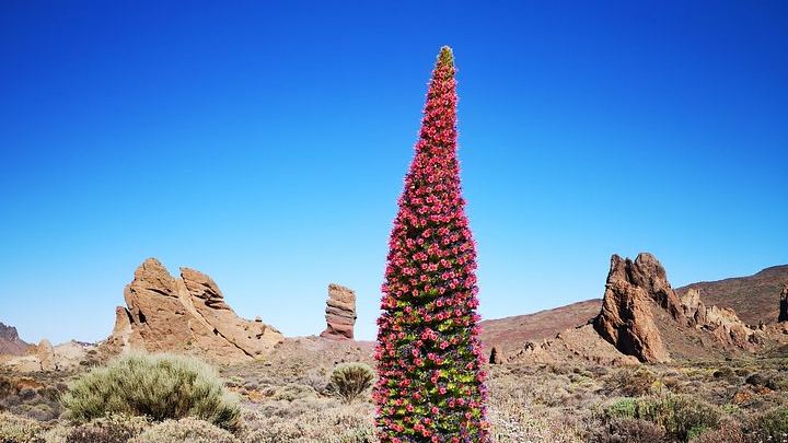Teide National Park for smaller groups