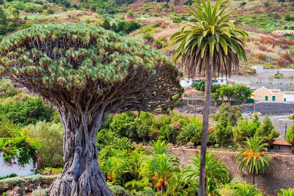 Teide, the 16-Metre Drago and the Roque de Garachico