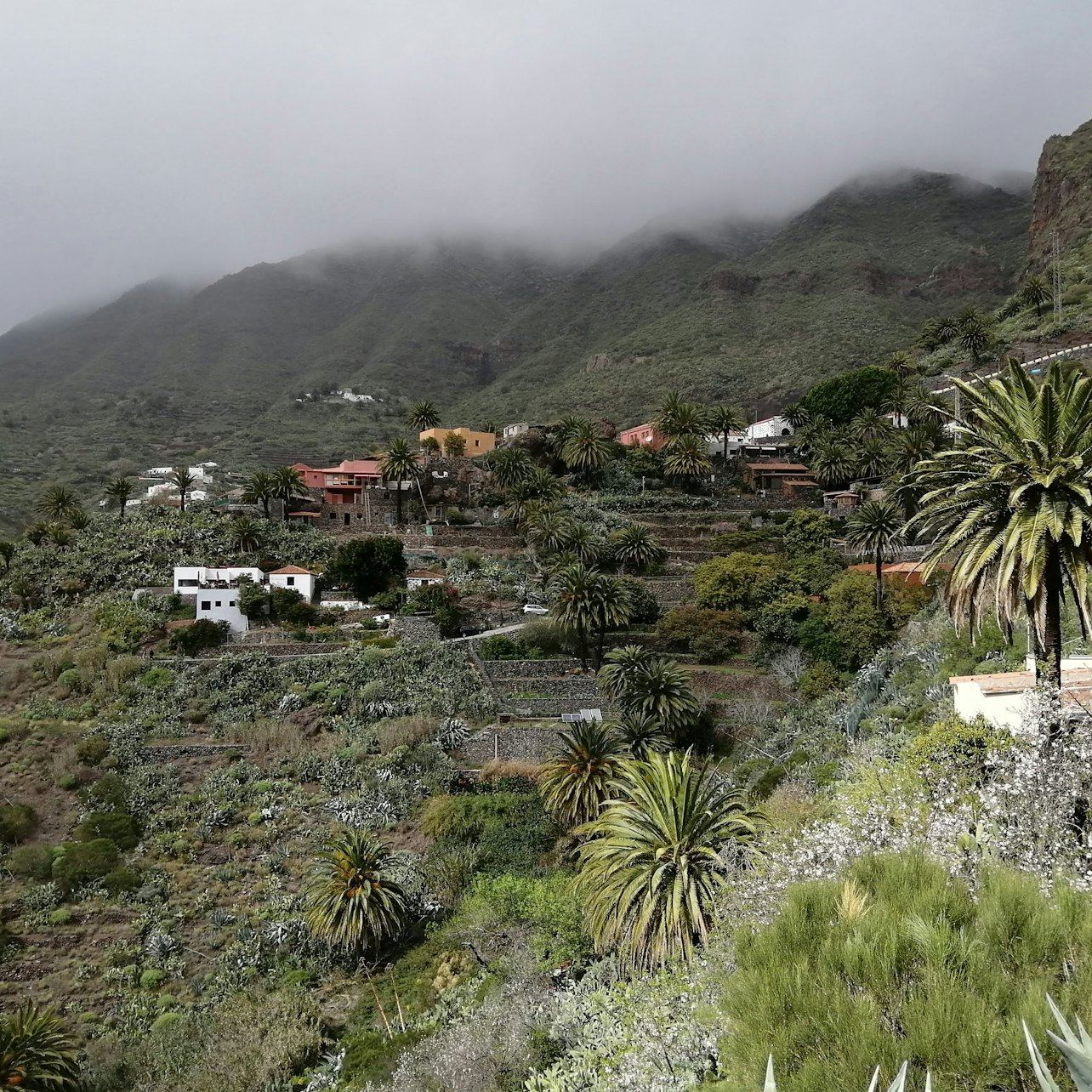 Teide in Thirty Minutes, and the 800-Year Drago at Icod