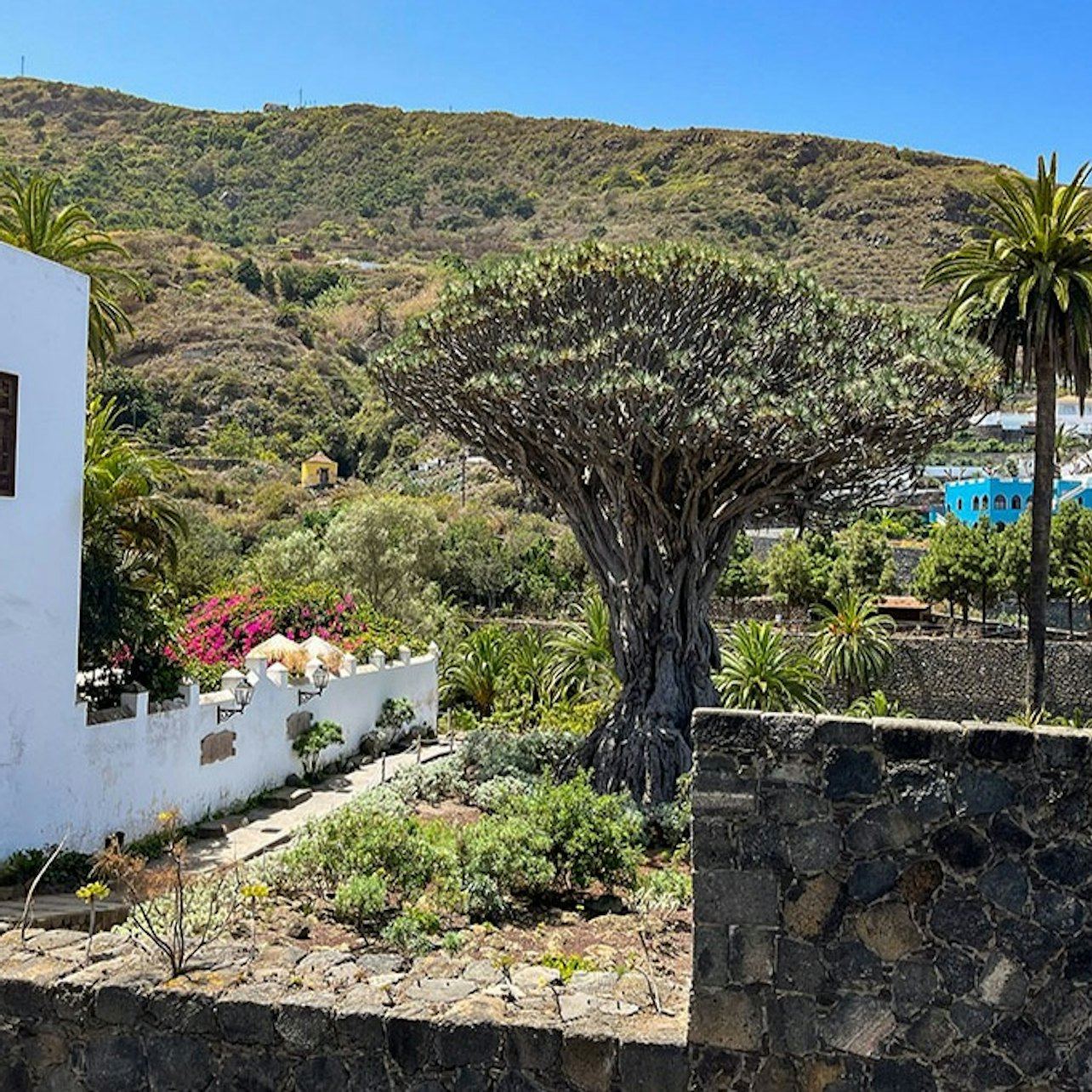 Teide in Thirty Minutes, and the 800-Year Drago at Icod
