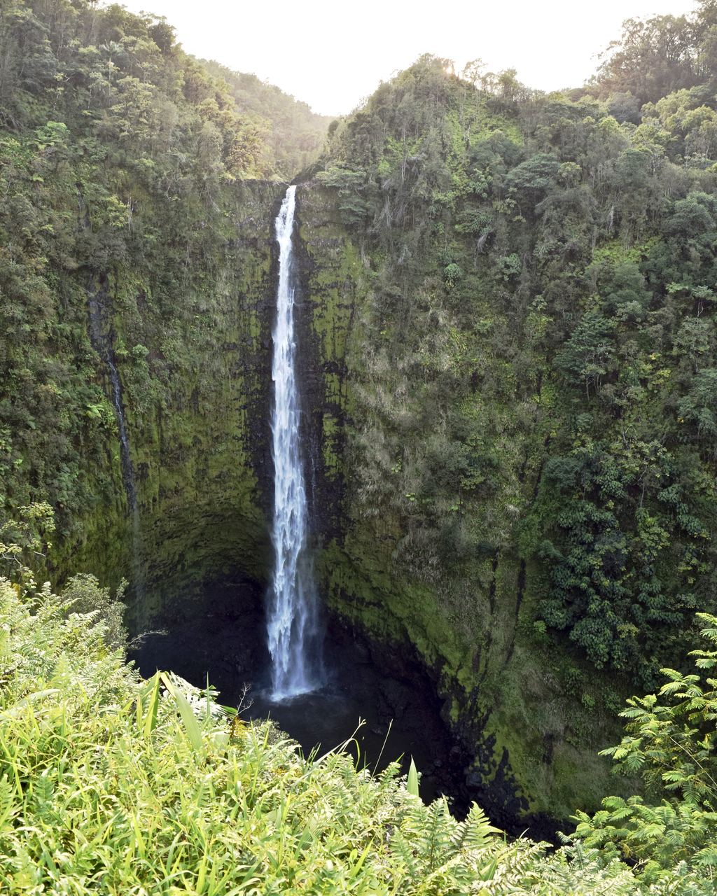 The single vertical drop of ʻAkaka Falls seen from the paved loop trail, Big Island of Hawaiʻi