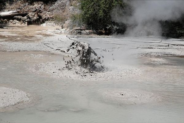 Boutique Rotorua Day from Tauranga: the Native Bush Walk That Beats the Redwoods