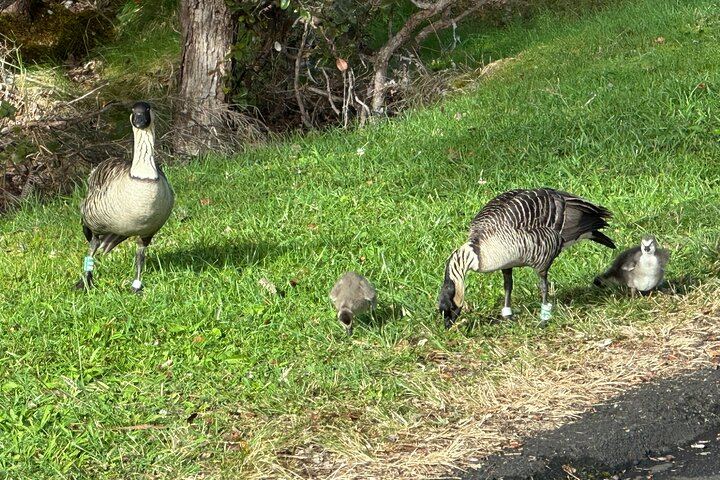 The rarest goose in the world, in Hawaii Volcanoes National Park.