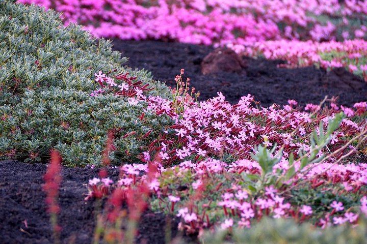 The Saponaria of Etna