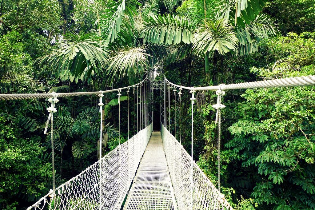 The made gravel trail climbing between hanging bridges through dense rainforest on Arenal's flank, Costa Rica