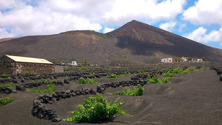 The vineyards