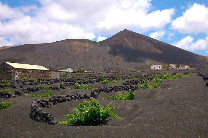 The vineyards