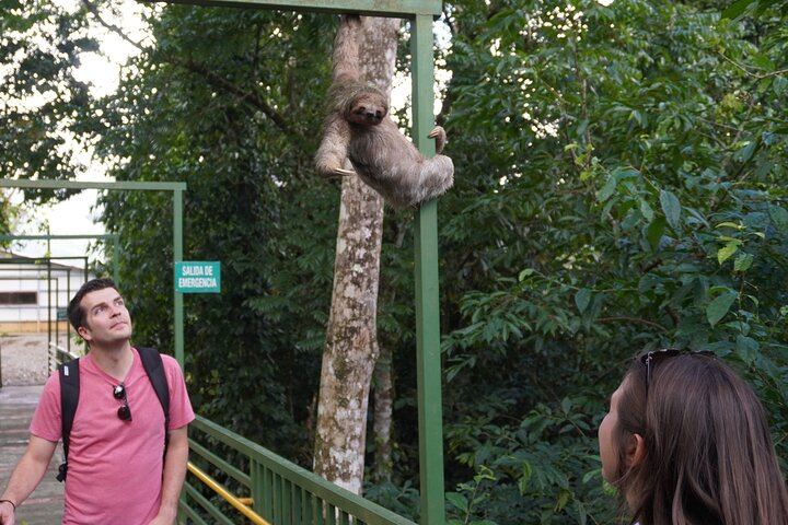 three toed sloth on the sloth park