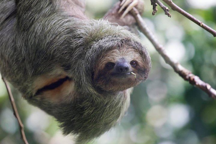 Three toed sloth