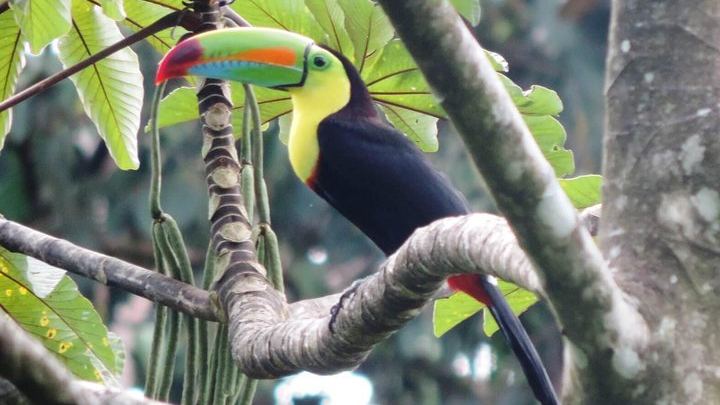 Toucan in the Rainforest
