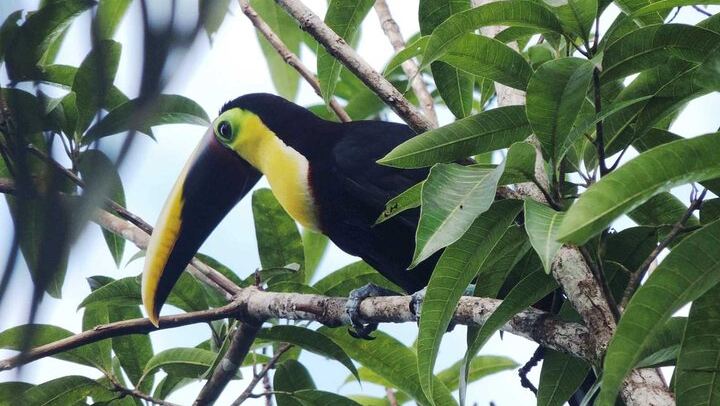Toucan in the Wild