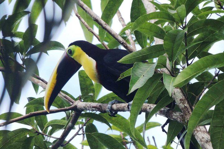 Toucan in the Wild