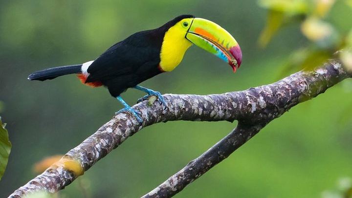 toucan