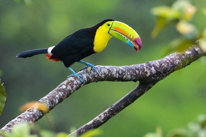 toucan