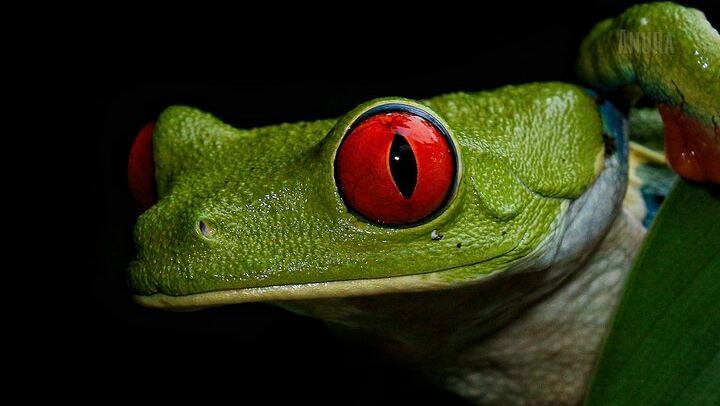 Tour and Night Walk La Fortuna