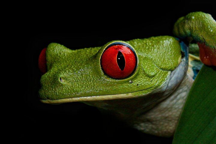 Tour and Night Walk La Fortuna