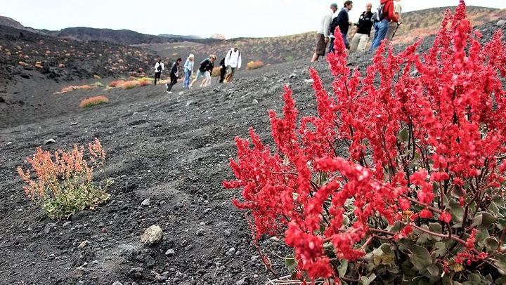 Tour on Etna with pioneer plants