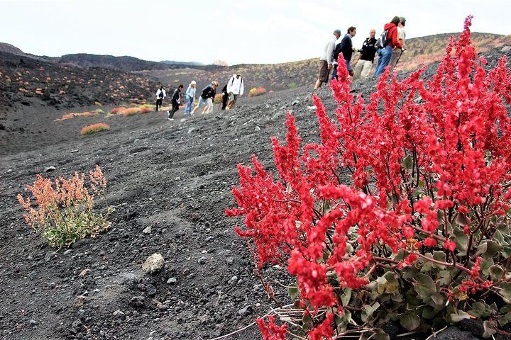 Tour on Etna with pioneer plants