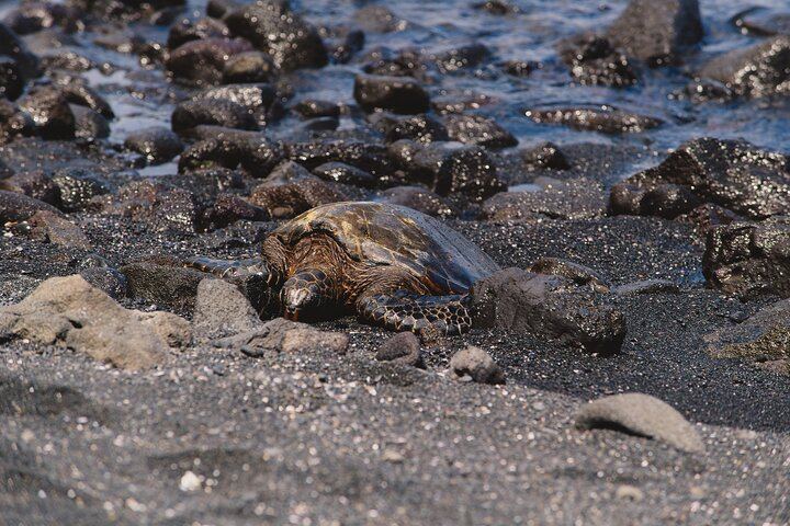 turtle spotting!