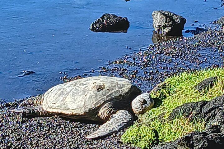 Turtles!
