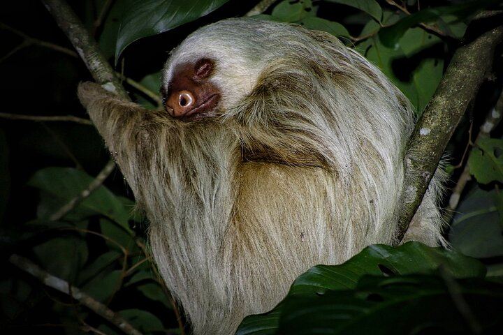 Two-toed sloth rested after a meal