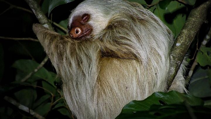Two-toed sloth rested after a meal