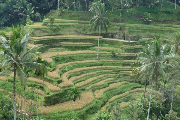 Ubud, Which Means Medicine: the Barong, 24 Eruptions and 605 Macaques