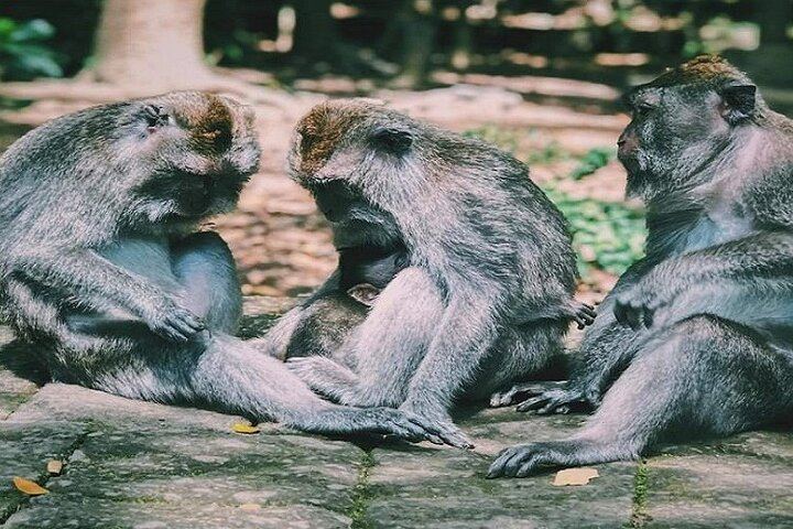 Ubud Monkey Forest