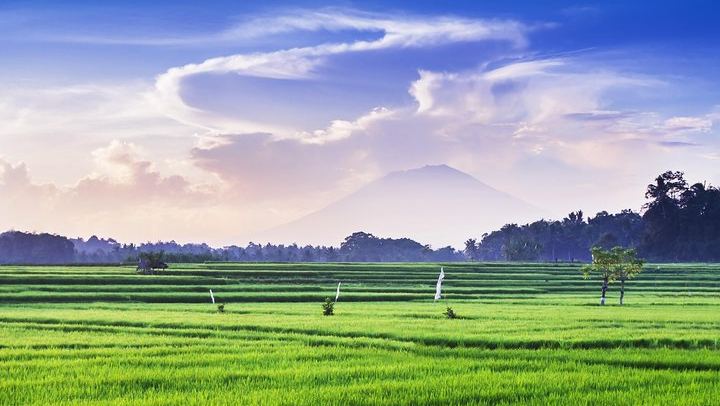 Ubud Rice Field