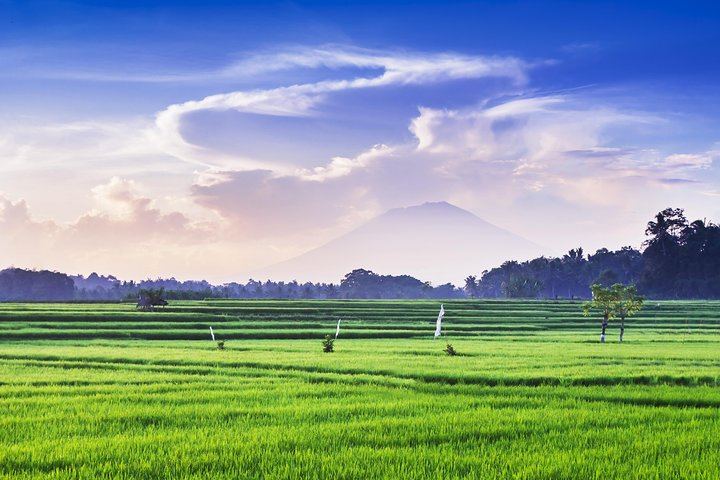 Ubud Rice Field