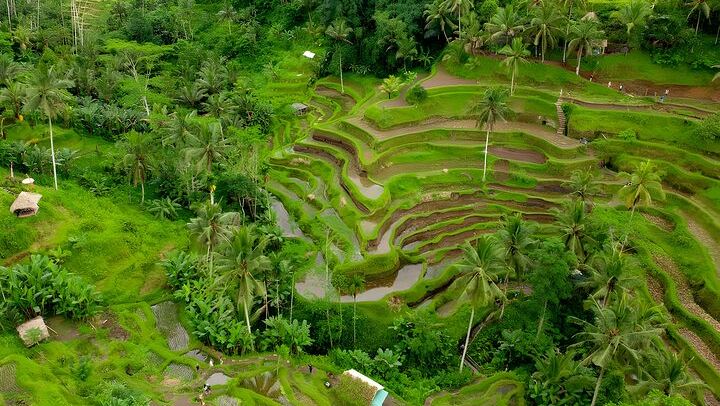 Ubud Village, Waterfall and Kintamani Volcano Tour 3