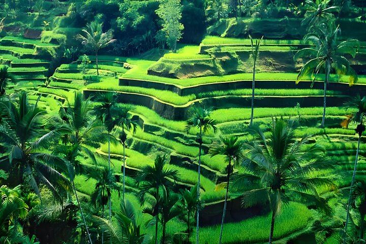 Ubud Village, Waterfall and Kintamani Volcano Tour 10
