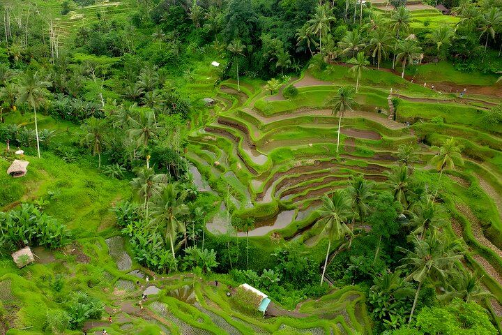 Ubud Village, Waterfall and Kintamani Volcano Tour 3