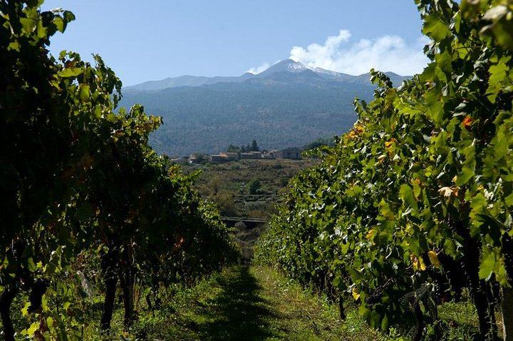Vineyard and Etna