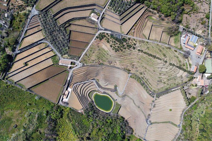 vineyard from the sky