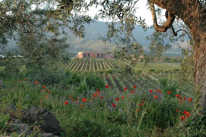 Vineyard in etna area