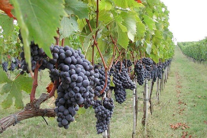 Vineyard in etna area