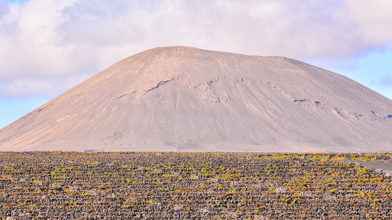 Vines growing in volcanic ash pits protected by stone walls in the La Geria wine region of Lanzarote, Canary Islands