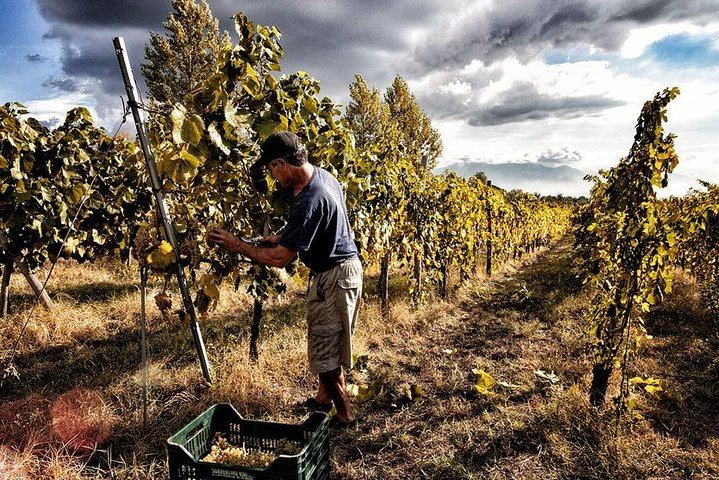 Vineyards on the slopes of Mount Vesuvius