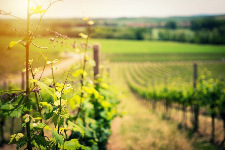 Vineyards on the slopes of Mount Vesuvius