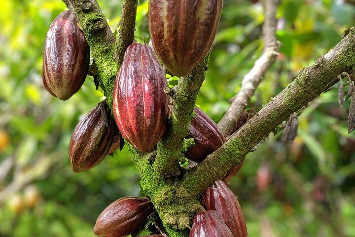 Visit a local, private 1,000 acre cacao farm