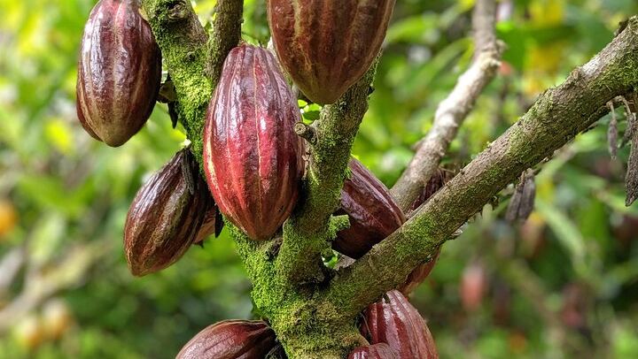 Visit a local, private 1,000 acre cacao farm