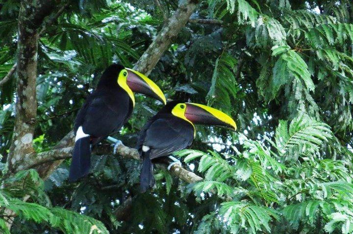 Volcano, Waterfalls, Zipline, Hot Springs Full Day Tour