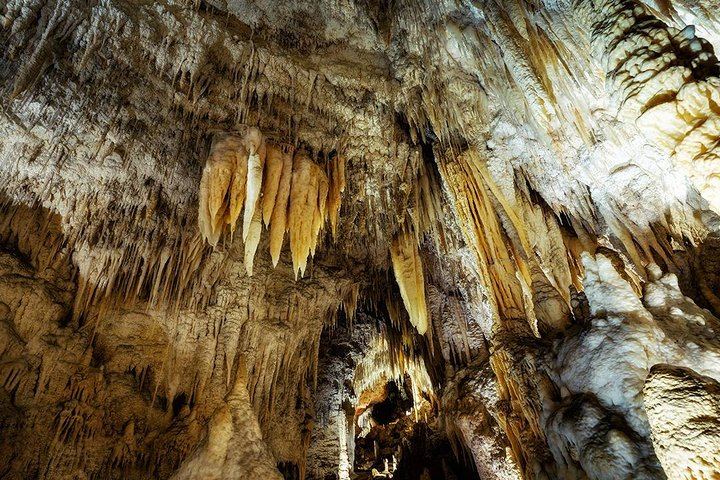 Waitomo Caves & Rotorua + Te Puia Small-Group Tour from Auckland