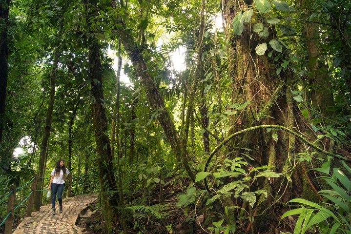 Walk in to the Arenal Forest