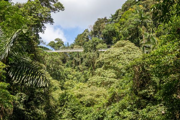 Hanging Bridges