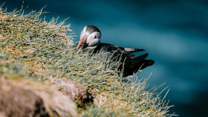 Westman Islands Volcano and World Largest Puffin Colony Tour