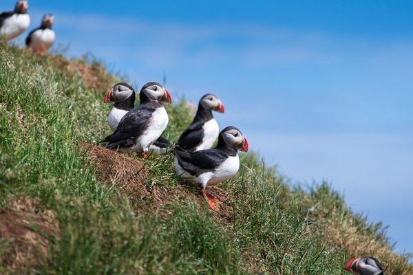 Heimaey in 2.5 Hours: Eldfell, the Stórhöfði Puffins and Elephant Rock