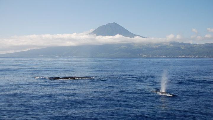Whale and Dolphin Watching in Pico Island - Half Day