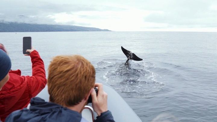 Whale and Dolphin Watching in Pico Island - Half Day